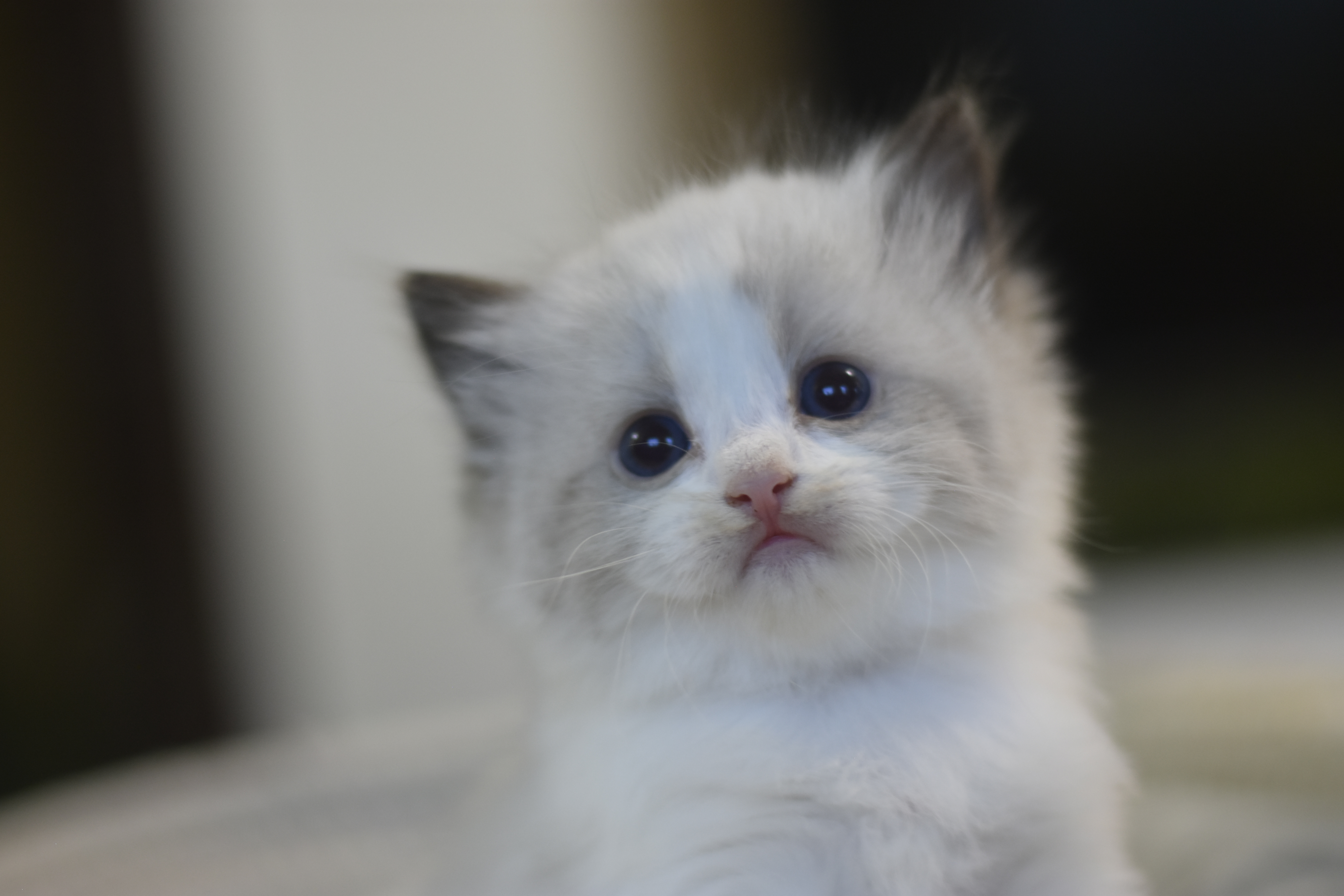 images/AvailableKittens/Mimi website.JPG